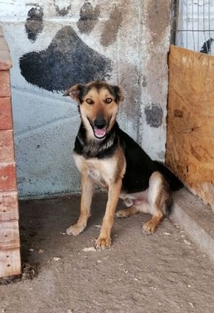 Jack(1), freundlicher Schäfi-Mix