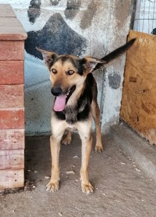 Jack(1), freundlicher Schäfi-Mix