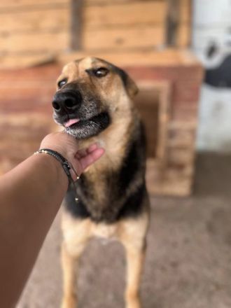 Jack(1), freundlicher Schäfi-Mix