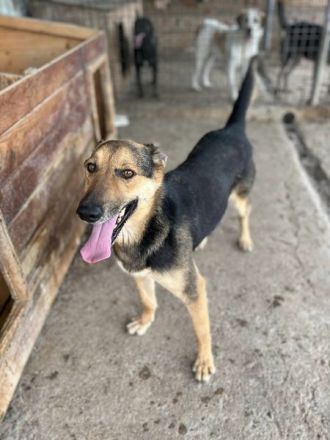 Jack(1), freundlicher Schäfi-Mix