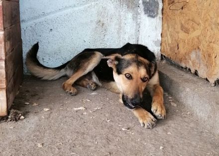 Jack(1), freundlicher Schäfi-Mix