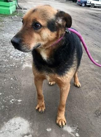 Corcky, zurückhaltend aber freundlich sucht einen Gnadenplatz