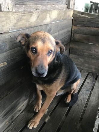 Corcky, zurückhaltend aber freundlich sucht einen Gnadenplatz