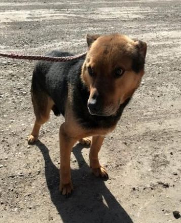 Corcky, zurückhaltend aber freundlich sucht einen Gnadenplatz