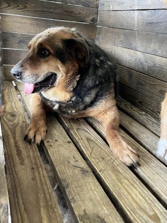 Corcky, zurückhaltend aber freundlich sucht einen Gnadenplatz