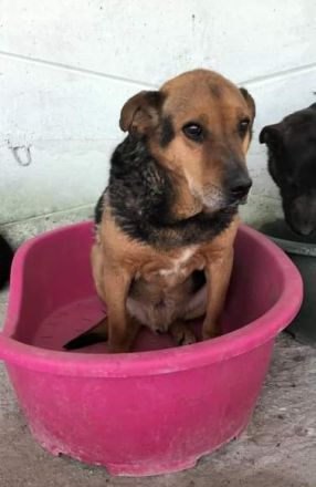 Corcky, zurückhaltend aber freundlich sucht einen Gnadenplatz