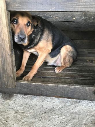 Corcky, zurückhaltend aber freundlich sucht einen Gnadenplatz