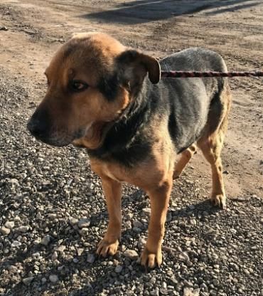 Corcky, zurückhaltend aber freundlich sucht einen Gnadenplatz