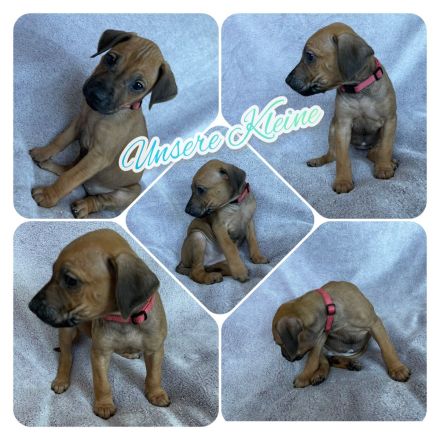 Wunderschöne Rhodesian Ridgeback Welpen