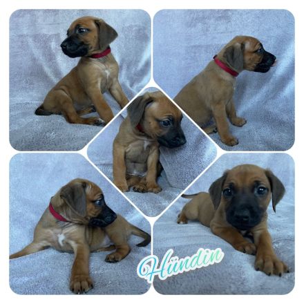Wunderschöne Rhodesian Ridgeback Welpen