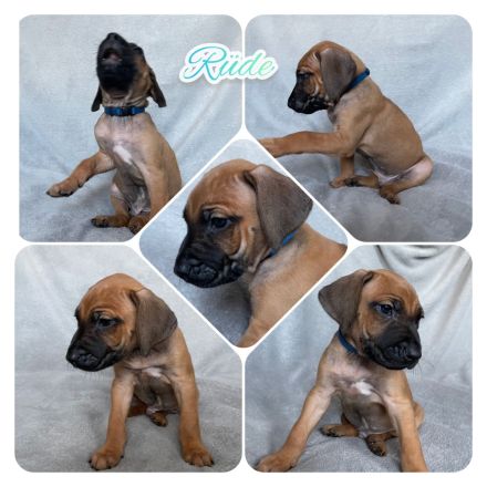 Wunderschöne Rhodesian Ridgeback Welpen