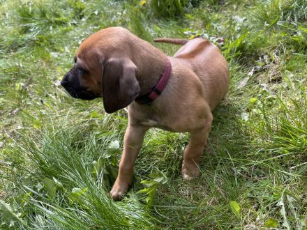 Wunderschöne Rhodesian Ridgeback Welpen