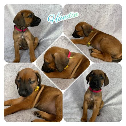 Wunderschöne Rhodesian Ridgeback Welpen