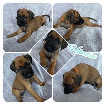 Wunderschöne Rhodesian Ridgeback Welpen