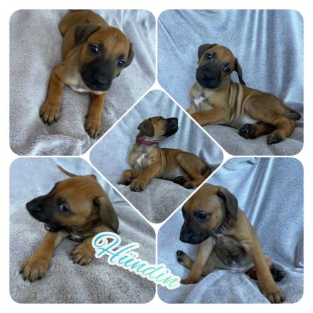 Wunderschöne Rhodesian Ridgeback Welpen