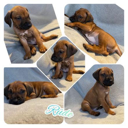 Wunderschöne Rhodesian Ridgeback Welpen