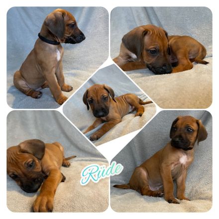 Wunderschöne Rhodesian Ridgeback Welpen