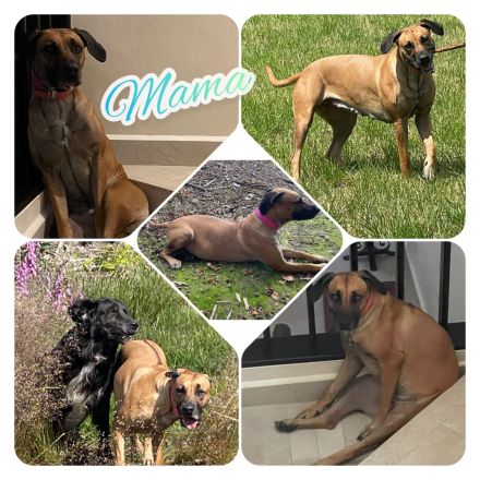 Wunderschöne Rhodesian Ridgeback Welpen