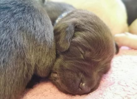 Reinrassige Labrador Welpen zu vermitteln