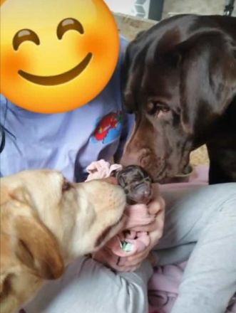 Reinrassige Labrador Welpen zu vermitteln