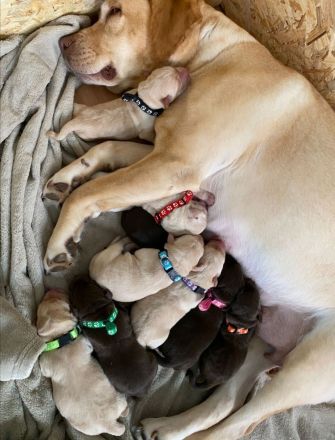Reinrassige Labrador Welpen zu vermitteln
