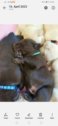 Reinrassige Labrador Welpen zu vermitteln