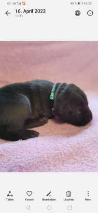 Reinrassige Labrador Welpen zu vermitteln