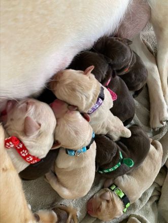 Reinrassige Labrador Welpen zu vermitteln