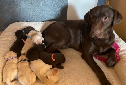 Reinrassige Labrador Welpen zu vermitteln