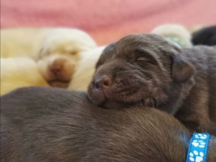 Reinrassige Labrador Welpen zu vermitteln