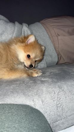 Pommerian Spitz Hündin