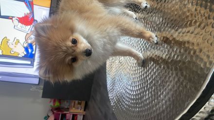 Pommerian Spitz Hündin