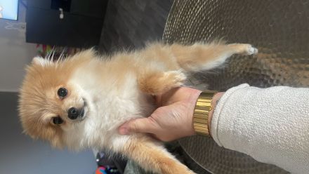 Pommerian Spitz Hündin