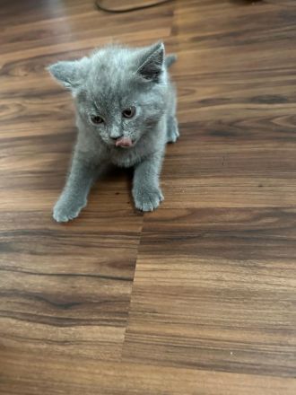 5 Reinrassige BKH blau Babys