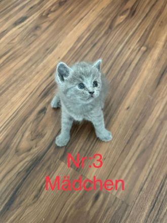 5 Reinrassige BKH blau Babys