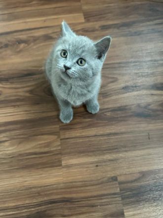 5 Reinrassige BKH blau Babys