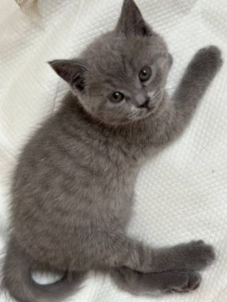 5 Reinrassige BKH blau Babys