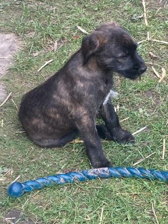 Süße Hundewelpen suchen ein neues Zuhause