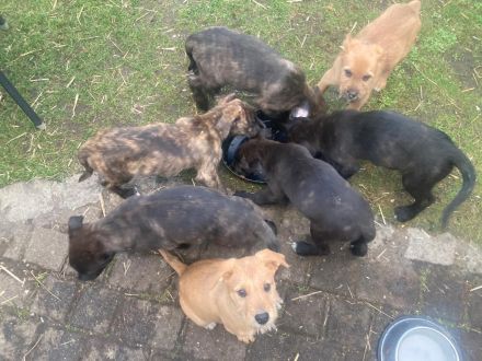 Süße Hundewelpen suchen ein neues Zuhause