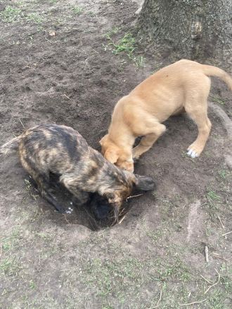 Süße Hundewelpen suchen ein neues Zuhause