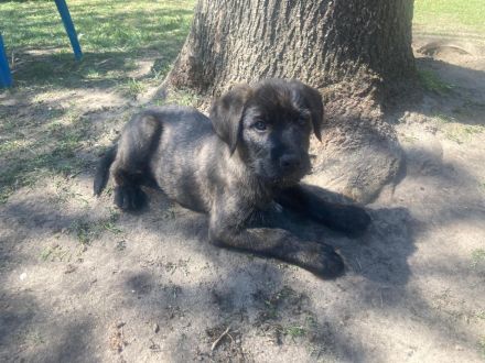 Süße Hundewelpen suchen ein neues Zuhause