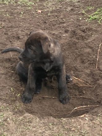 Süße Hundewelpen suchen ein neues Zuhause