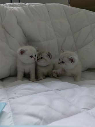 BKH - Britisch Kurzhaar Kitten