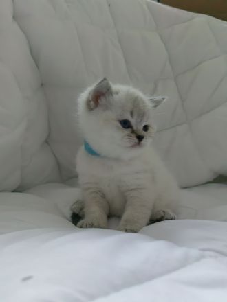 BKH - Britisch Kurzhaar Kitten