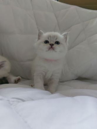 BKH - Britisch Kurzhaar Kitten