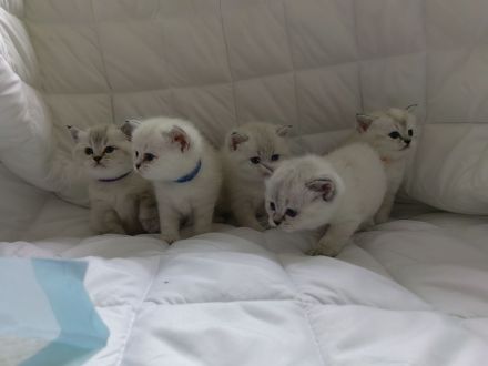 BKH - Britisch Kurzhaar Kitten