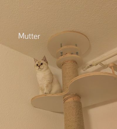 BKH - Britisch Kurzhaar Kitten