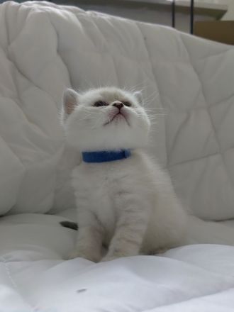 BKH - Britisch Kurzhaar Kitten