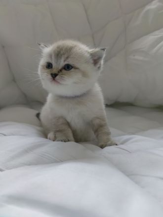 BKH - Britisch Kurzhaar Kitten