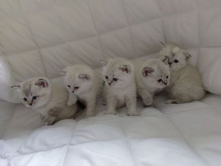 BKH - Britisch Kurzhaar Kitten